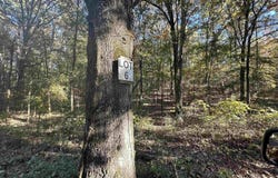226 Cathedral Pines Ln, Mena, AR 71953