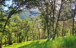 TBD Boneyard Creek Road, Coulterville, CA 95311
