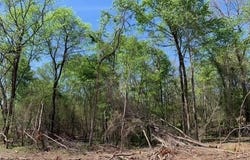 Tract 3 Coop Trail, Bismarck, AR 71929