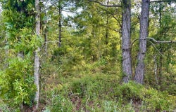Charleston Highway, Williston, SC 29853