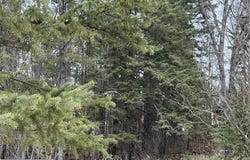 5th St SE, Cook, MN 55723