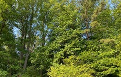 HALL ST lot: 25, BLOXOM, VA 23308