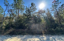 NE 15TH Street, WILLISTON, FL 32696