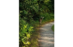 Hemlock, Ennice, NC 28623