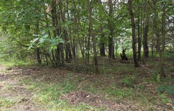 Williams Trail, Grayling, MI 49738