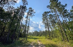 Highway 165, Kinder, LA 70648