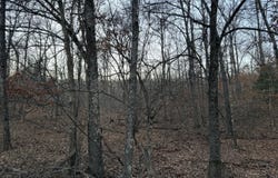 County Road 204, Alton, MO 65606