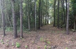 Cedar Lane lot: 4, Belhaven, NC 27810