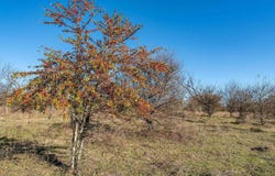 14461 County Road 46 (Lot 2), Tyler, TX 75704