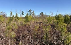 Vincent Rd, Mullins, SC 29574