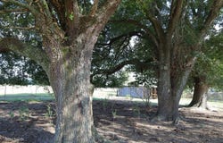 T.B.D. SWAYZER RD., Wisner, LA 71378