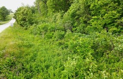 State Road Ff, Long Lane, MO 65590