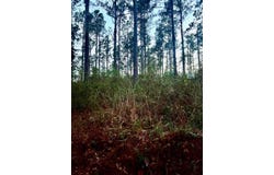 3341 County Road 1095, Center, TX 75935