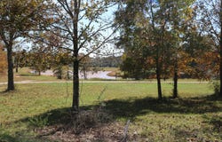 Wild Turkey, West Plains, MO 65775