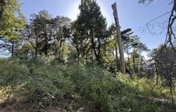 4645 Carters Ferry Rd E, Milam, TX 75959