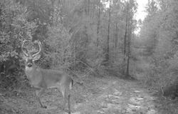 Forestry Rd 356, Beaumont, MS 39423