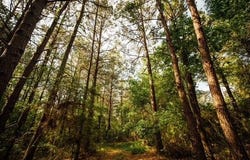 A Busby Rd, ELLISVILLE, MS 39437