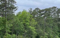 Betts Rd., Murrells Inlet, SC 29576