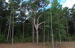 2 Trojan Rd, Cross, SC 29436