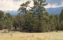 41st Trail, Cotopaxi, CO 81223
