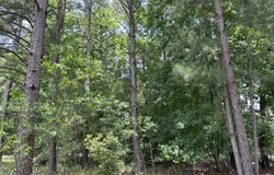 Cypress Road, Pachuta, MS 39347