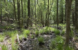 012 George Milling Rd, Cuthbert, GA 39840