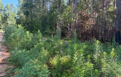 124 Hawkin Rd., Dozier, AL 36028
