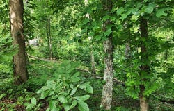 Lakeview Trail, HOLLADAY, TN 38341