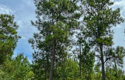FM 2939, Newton, TX 75966
