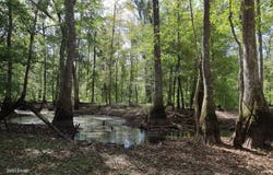 T.B.D., Grayson, LA 71435