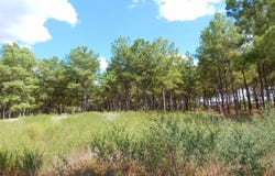 TBD 10 ACRES SPRUCE RD., Big Sandy, TX 75755