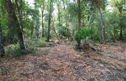 NE 497TH Street, OLD TOWN, FL 32680