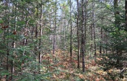 3 Zenith Tower Road, Tomahawk, WI 54487