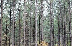 Pine Ridge Trail, Broken Bow, OK 74728