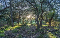 Crabapple Rd, Blanco, TX 78606