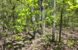 KATY CIRCLE lot: 24, SPRINGVILLE, AL 35146