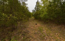 Catfish Street, Kissee Mills, MO 65680