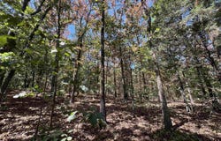 Cee Jay Ln, Sulphur Rock, AR 72579