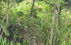 Kurtistown, HI 96760