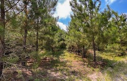 FM 92, Colmesneil, TX 75938