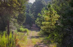 Stiewert Lane, Paige, TX 78659