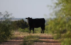Texas 92, Hamlin, TX 79520
