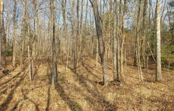 Kates Creek Road, Oden, AR 71961