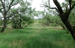 174 CR 182, Ovalo, TX 79541