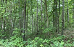 Fawn Circle lot: 267, Dunlap, TN 37327