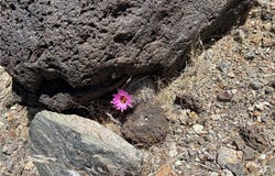 316-05-018 June, Dolan Springs, AZ 86441