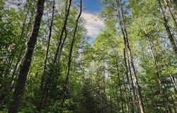 1 Zenith Tower Road, Tomahawk, WI 54487