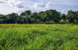 Lot 3 Hargrove Lane, Washington, TX 77880