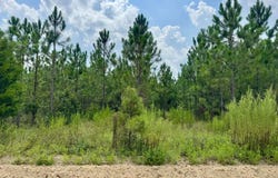 NW 49TH TRAIL, Jasper, FL 32052