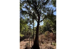 N Hwy 244, Summers, AR 72769